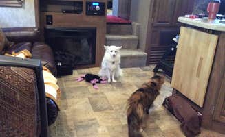 Darcy S.'s photo of camping with pets at Richmond North - Kings Dominion KOA near Ruther Glen, VA