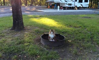 Darcy S.'s photo of rv camping at Richmond North - Kings Dominion KOA near Mineral, VA