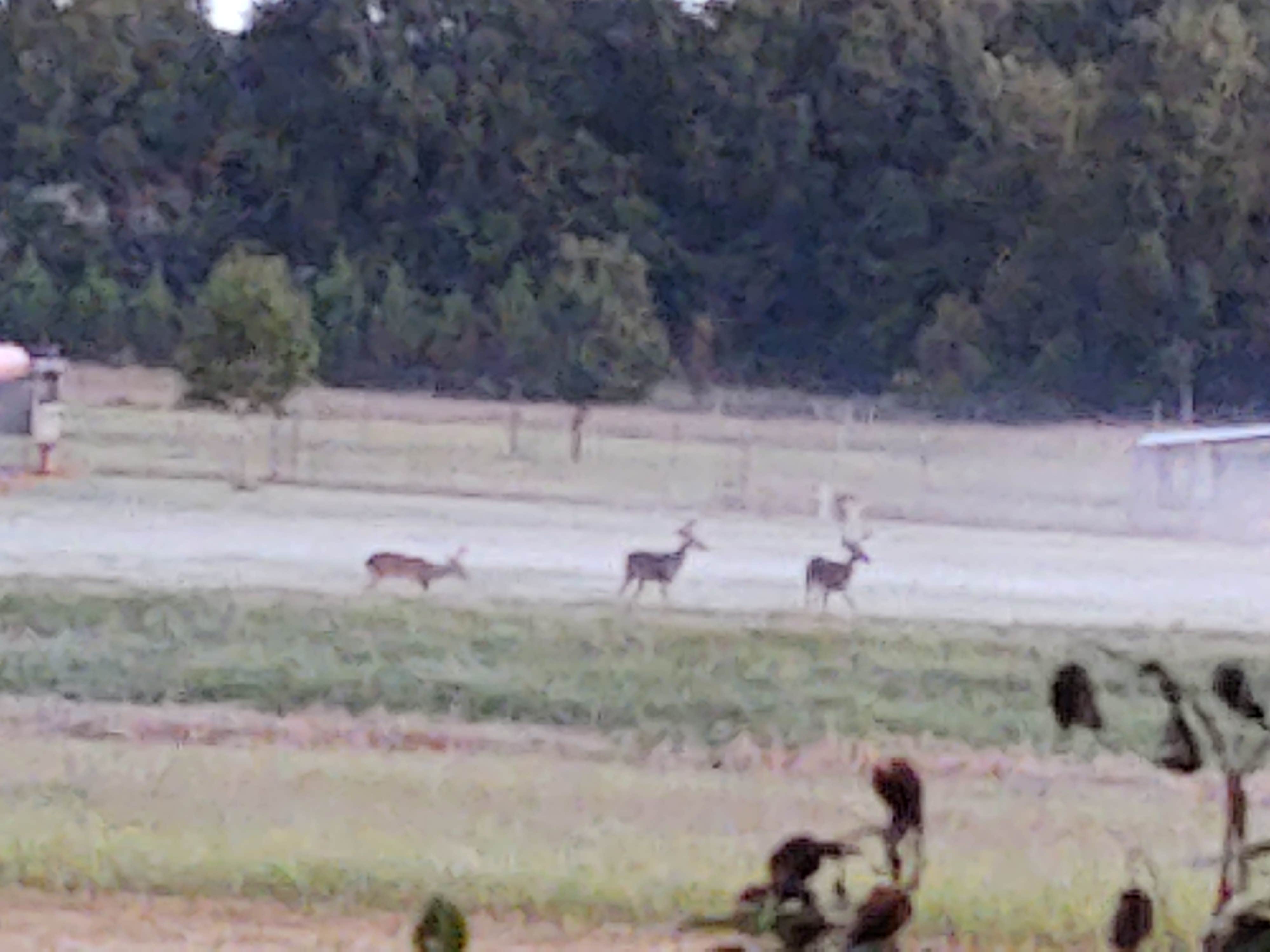 Camper-submitted photo at Poor But Proud Stables near Troy, AL
