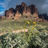 Review photo of Lost Dutchman State Park Campground by Tara S., February 22, 2023