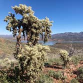 Review photo of Roosevelt Lake - Cholla Campground by Tara S., February 22, 2023