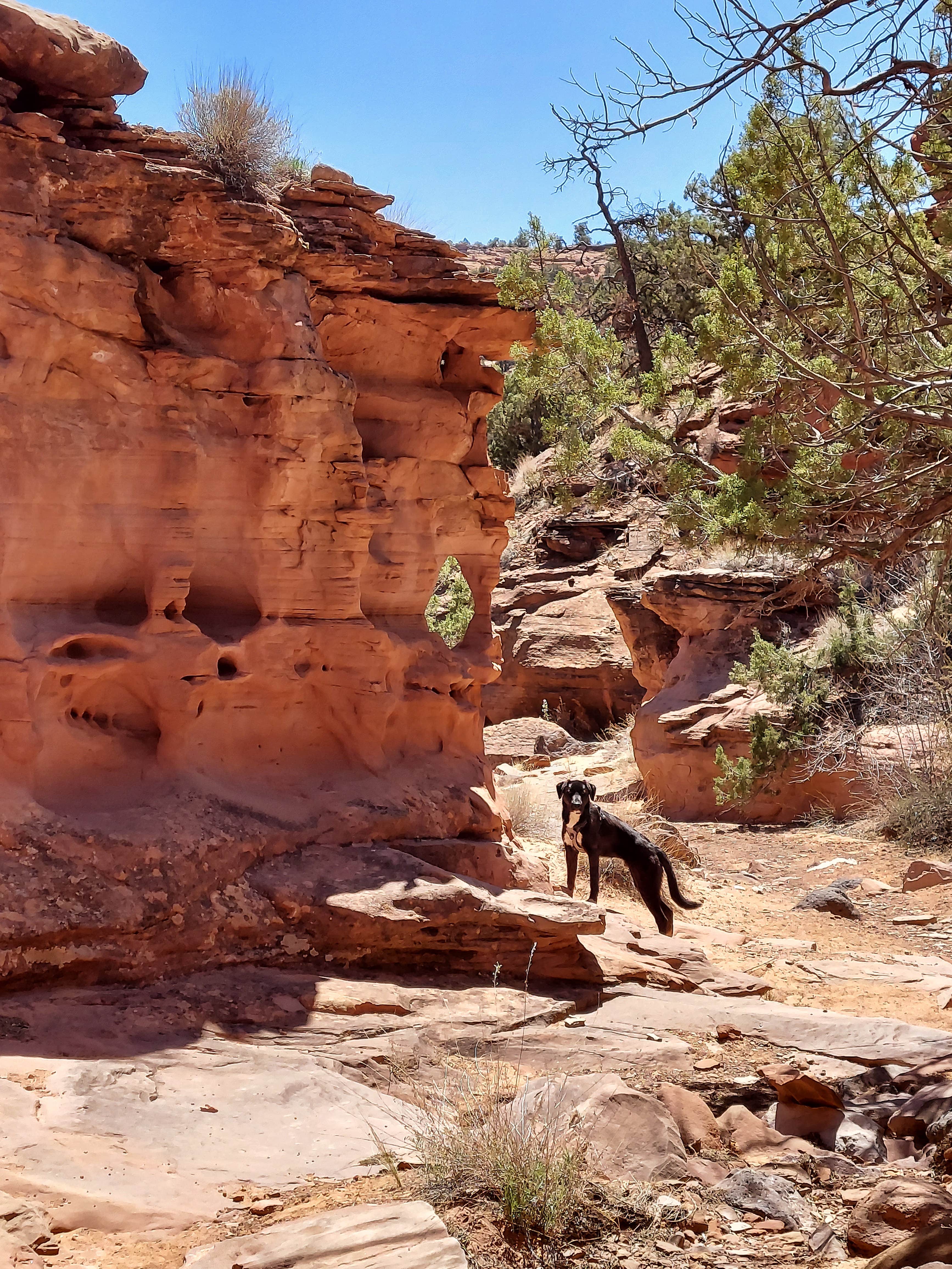 Lacy W.'s photo of camping with pets at Canyons of Escalante RV Park near Escalante, UT