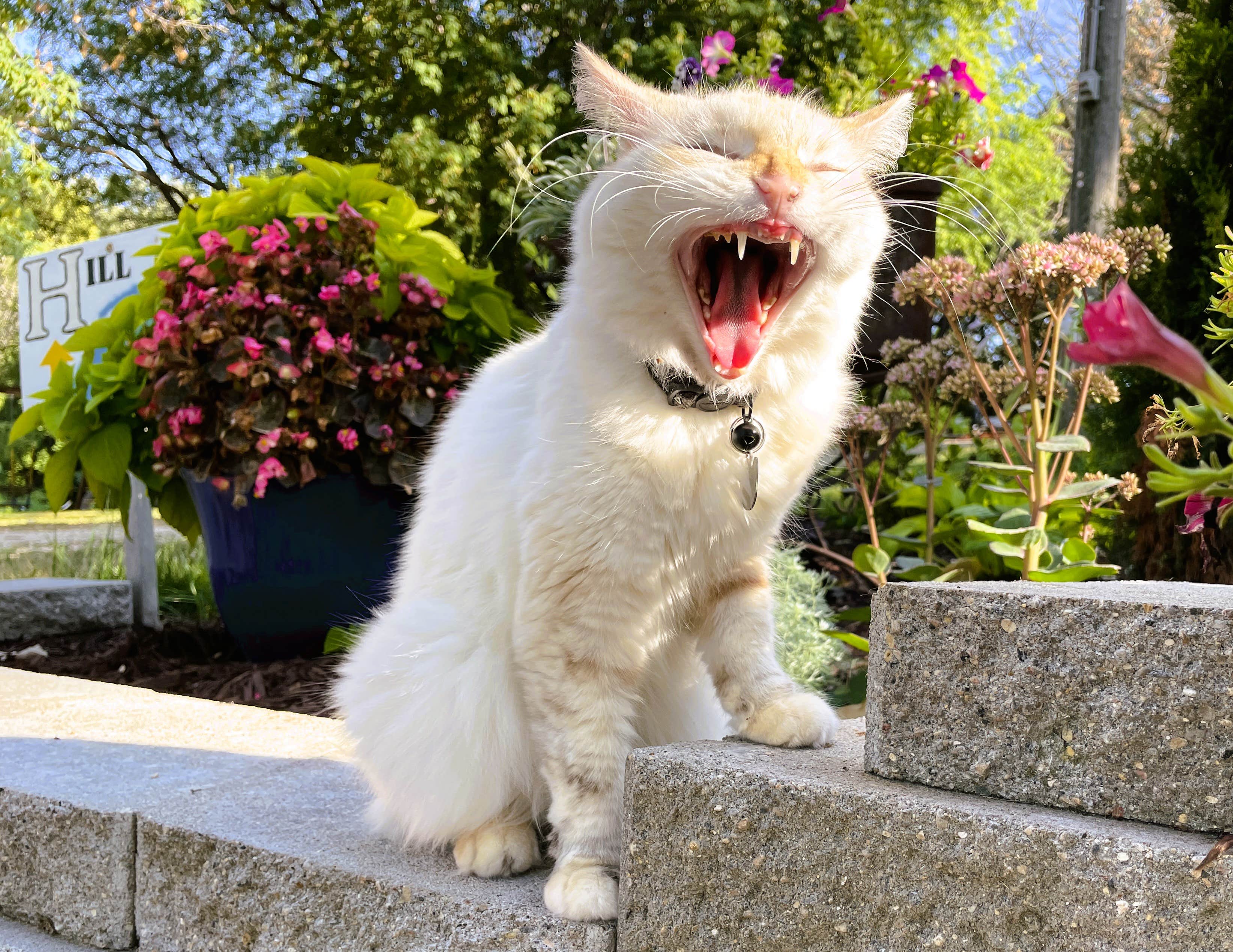 Lagos C.'s photo of camping with pets at Swan Lake Resort & Campground near Alexandria, MN