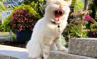 Lagos C.'s photo of camping with pets at Swan Lake Resort & Campground near Battle Lake, MN