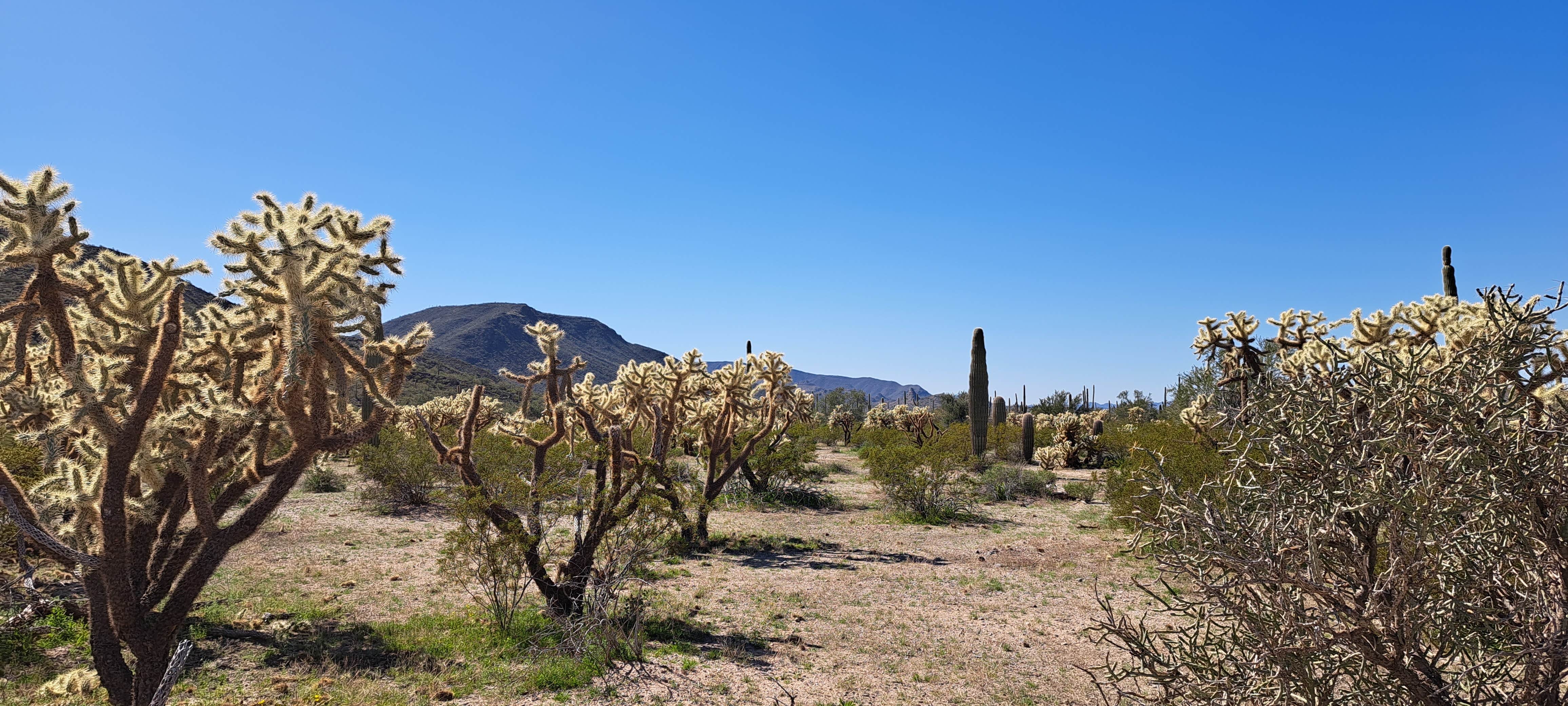 Camper-submitted photo at Darby Wells Rd BLM Dispersed near Ajo, AZ
