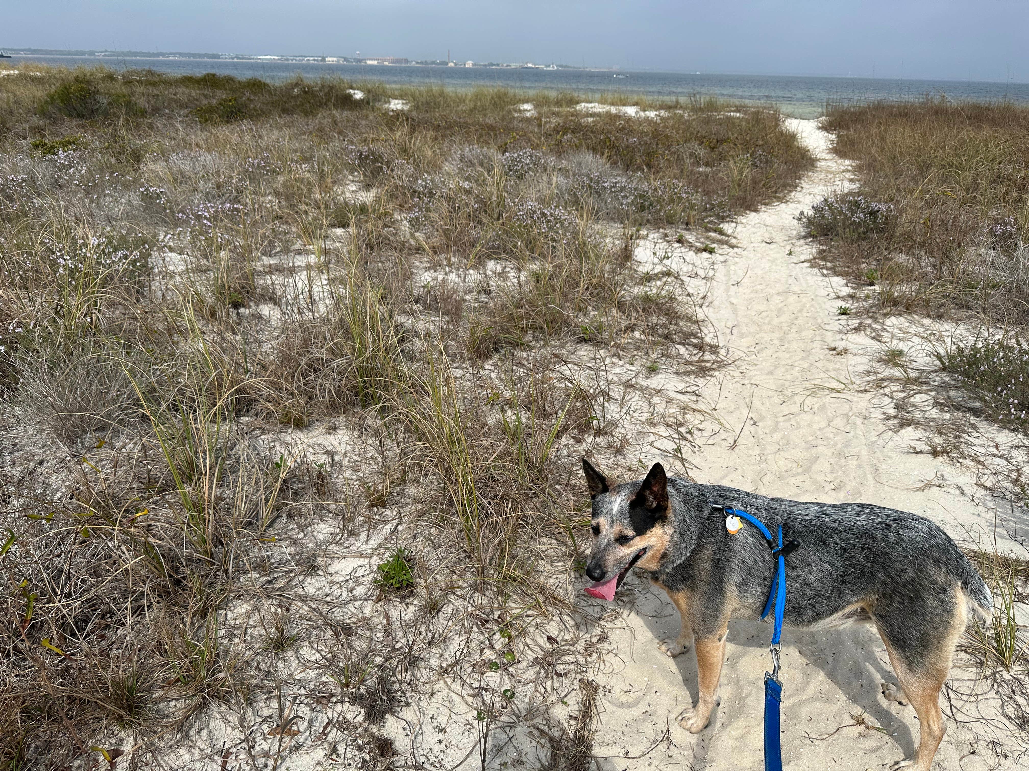 Joy W.'s photo of camping with pets at Fort Pickens Campground — Gulf Islands National Seashore near Pensacola, FL