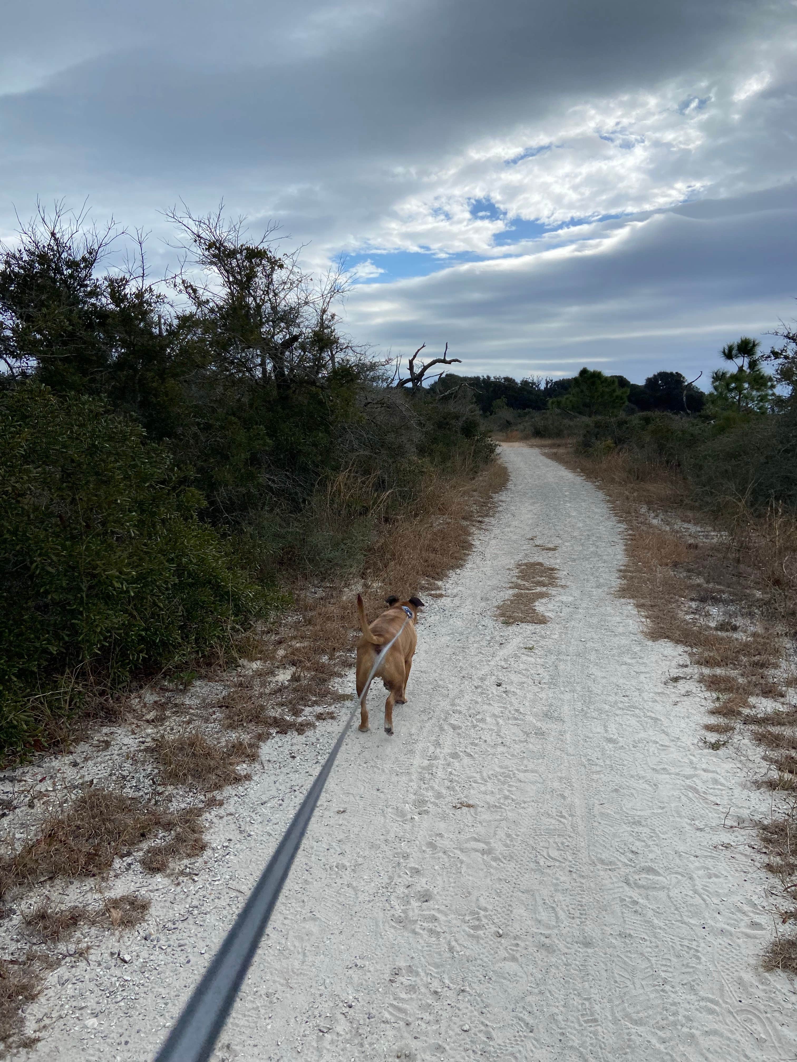 Crystal H.'s photo of camping with pets at Fort Pickens Campground — Gulf Islands National Seashore near Gulf Islands National Seashore