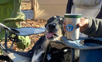 Shannon G.'s photo of camping with pets at Deer Creek State Park Campground near West Jefferson, OH