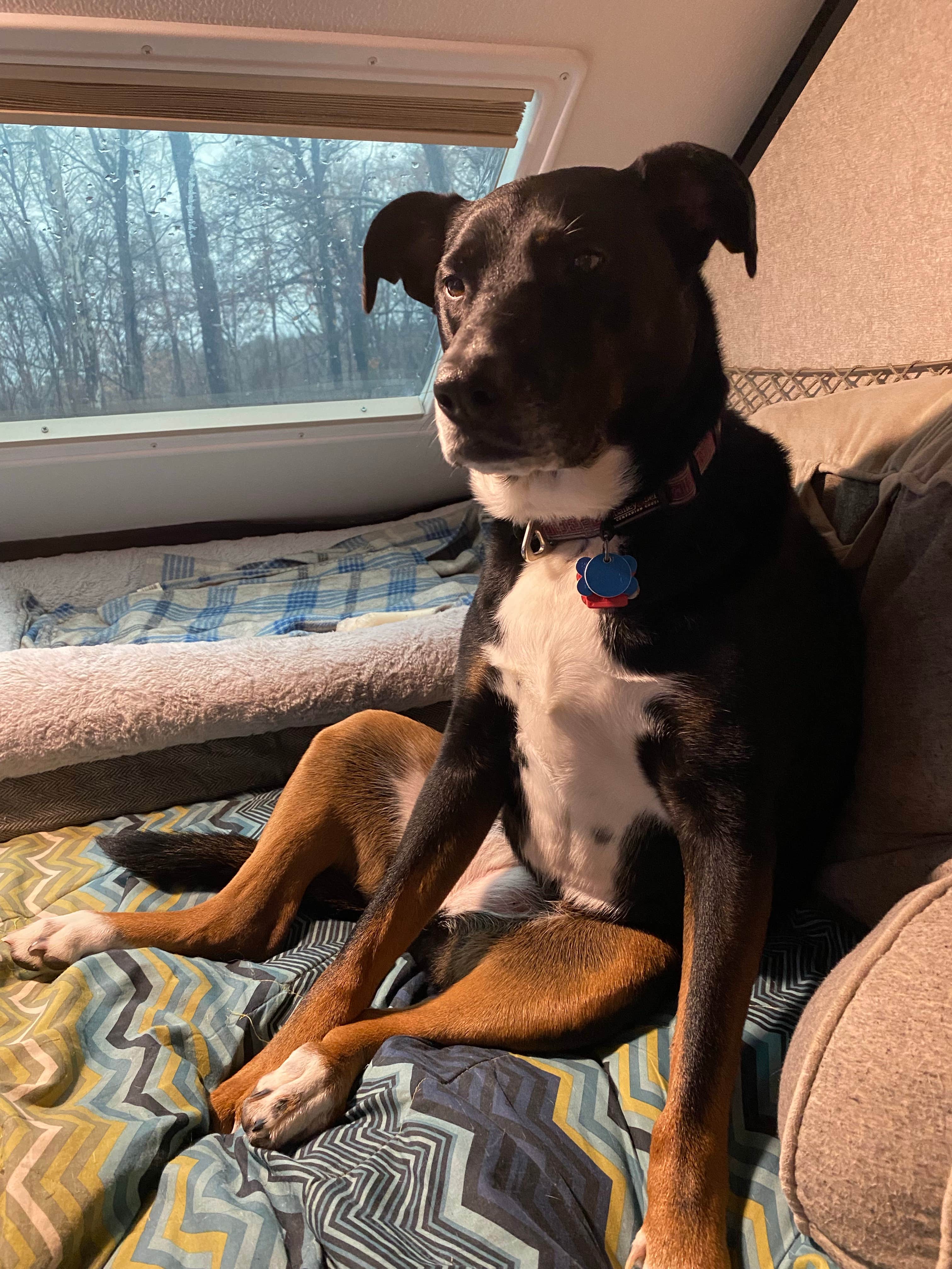 Shannon G.'s photo of camping with pets at A.W. Marion State Park Campground near Lockbourne, OH