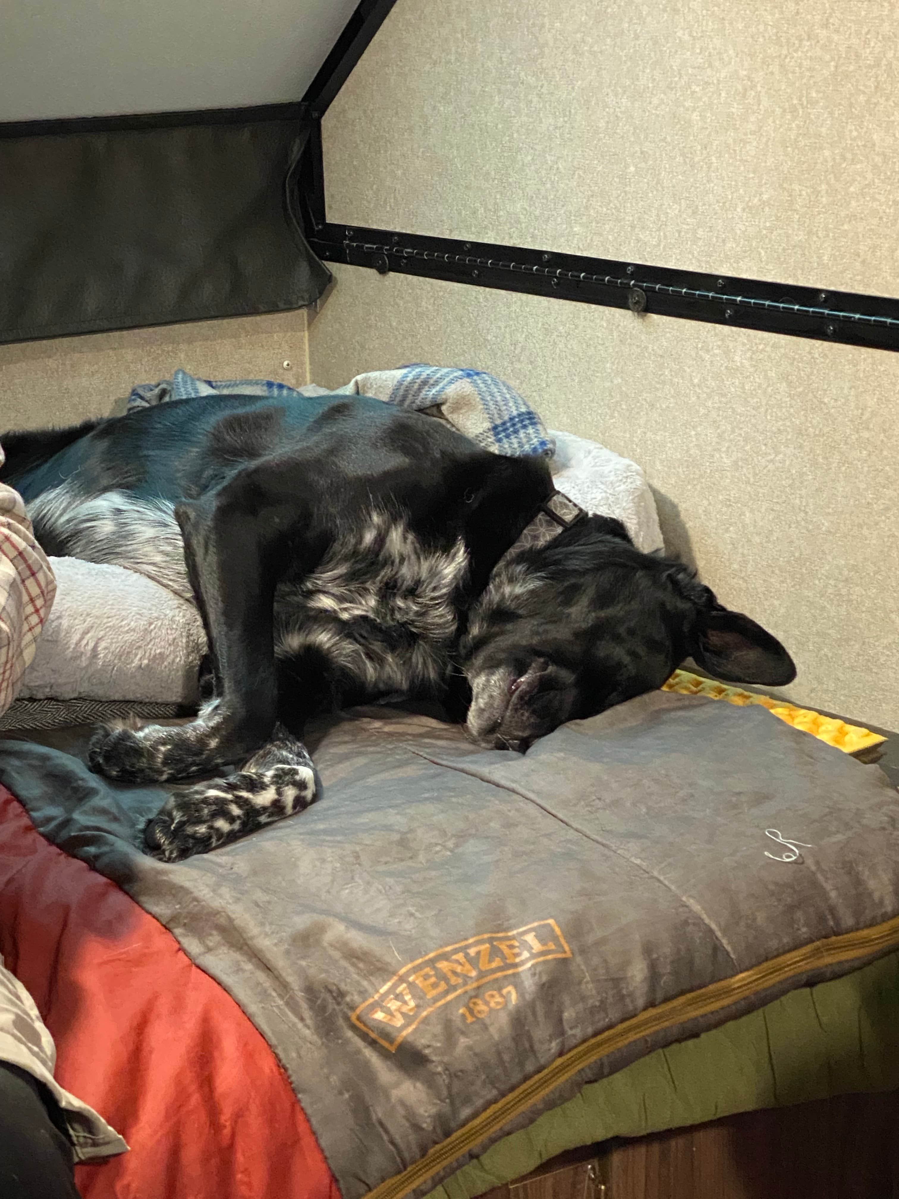 Shannon G.'s photo of camping with pets at A.W. Marion State Park Campground near Mount Sterling, OH