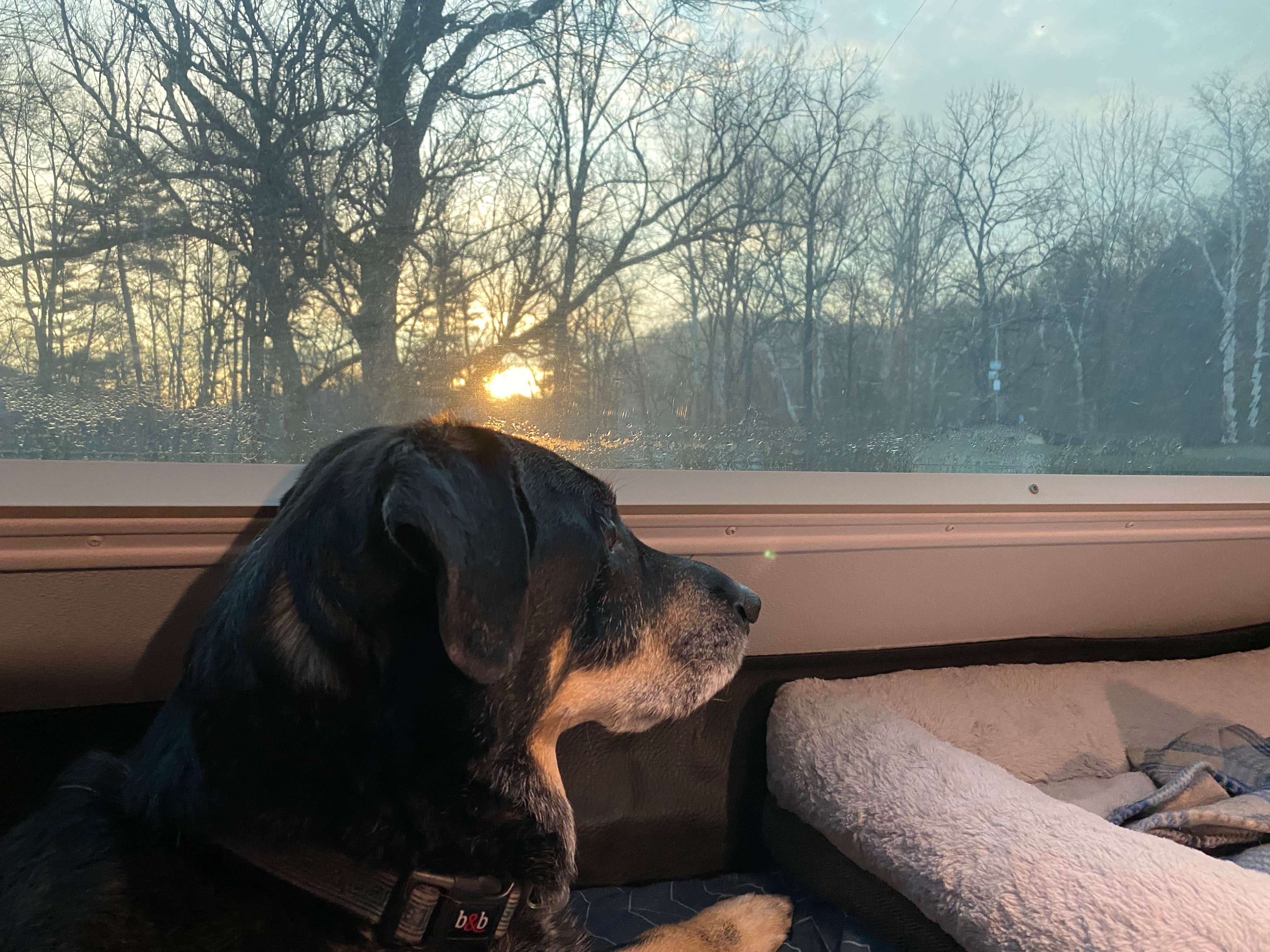 Shannon G.'s photo of camping with pets at Mohican State Park Campground near Burbank, OH