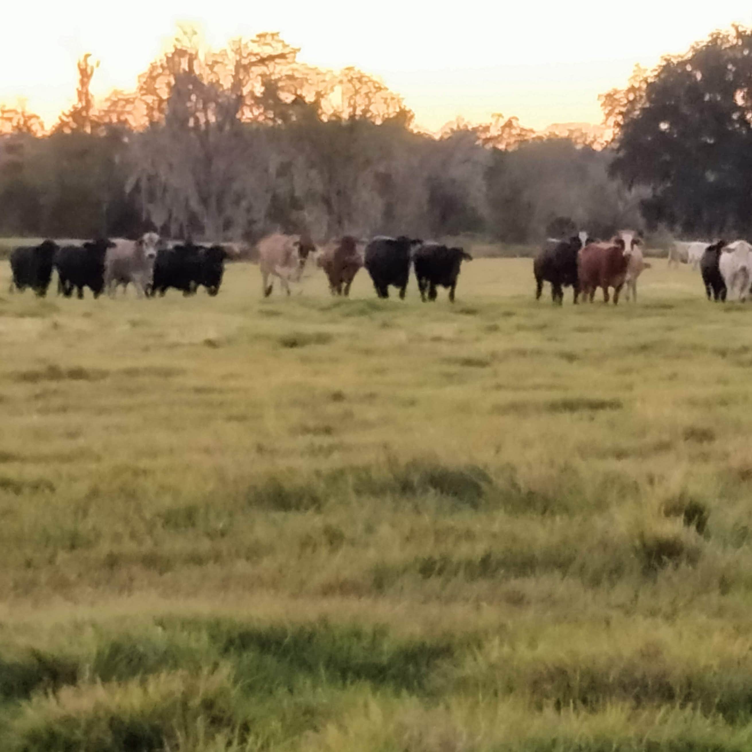 Thousand Trails Three Flags Camping | Wildwood, Florida