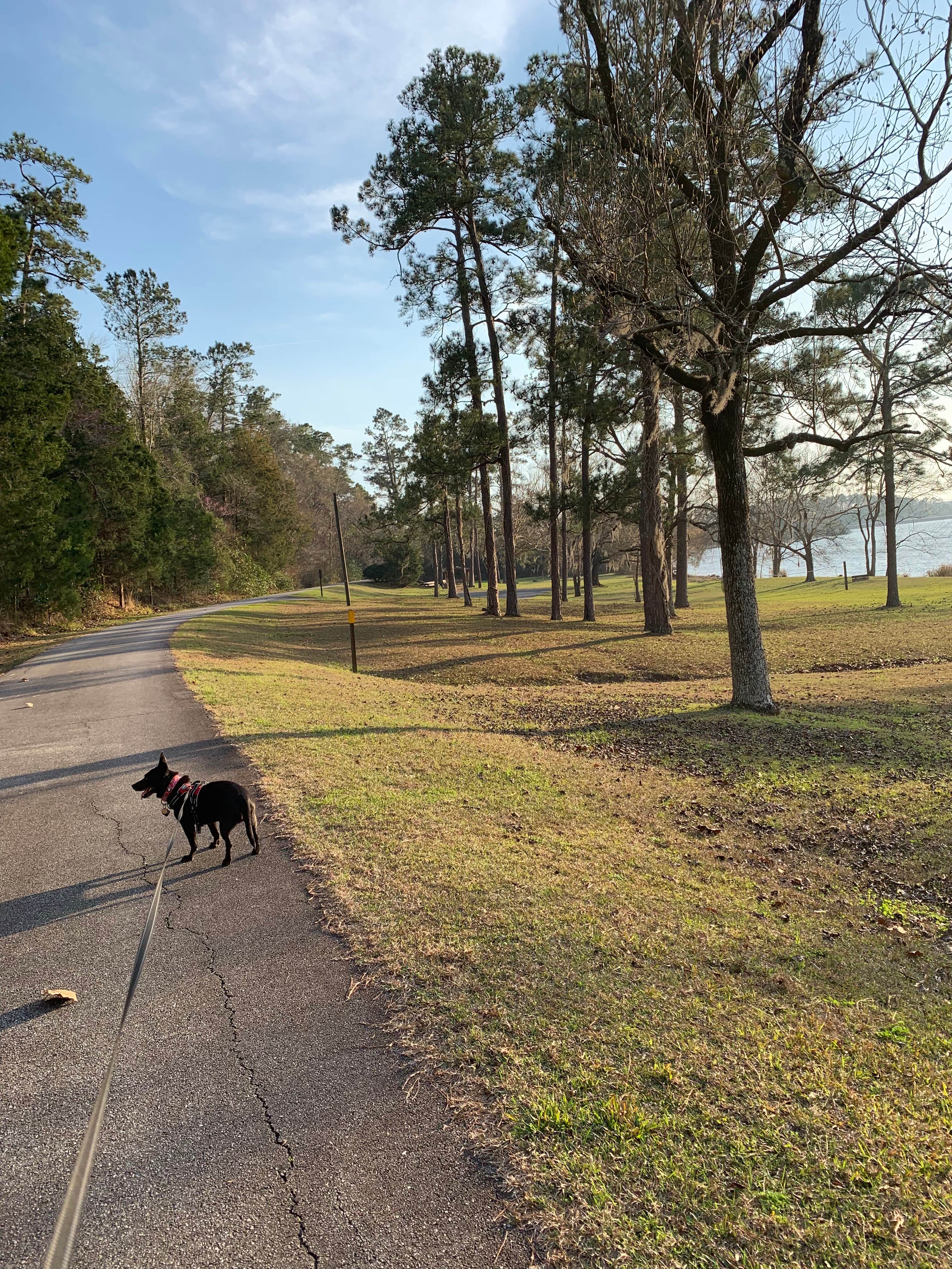 Inez W.'s photo of camping with pets at Eastbank near Havana, FL