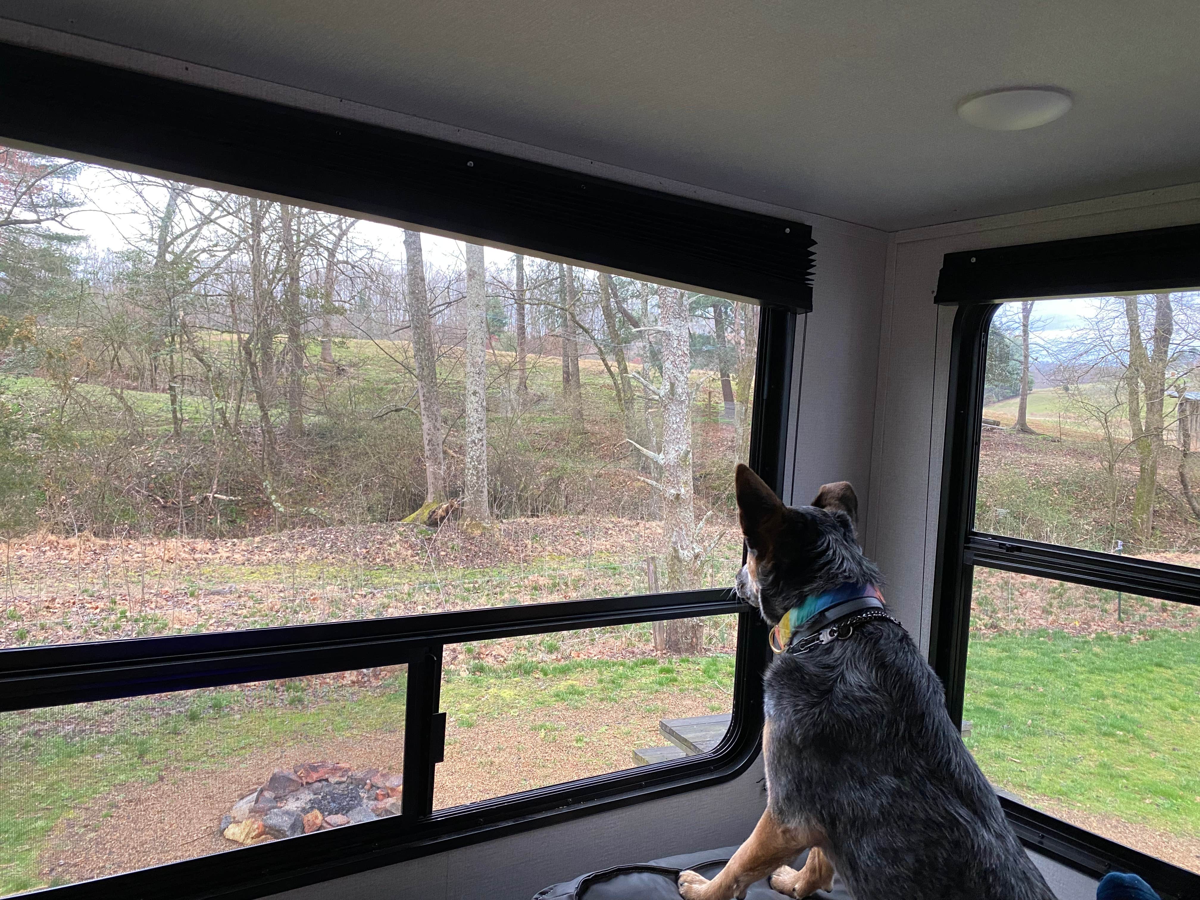 Alexis M.'s photo of camping with pets at Byrd's Branch Campground near Blue Ridge Parkway