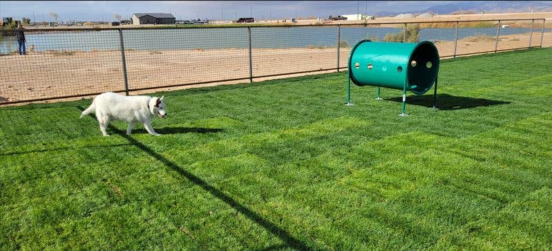 Erin F.'s photo of camping with pets at Ehrenberg/River Sands KOA Holiday near Cibola, AZ