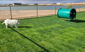 Erin F.'s photo of camping with pets at Ehrenberg/River Sands KOA Holiday near Cibola, AZ