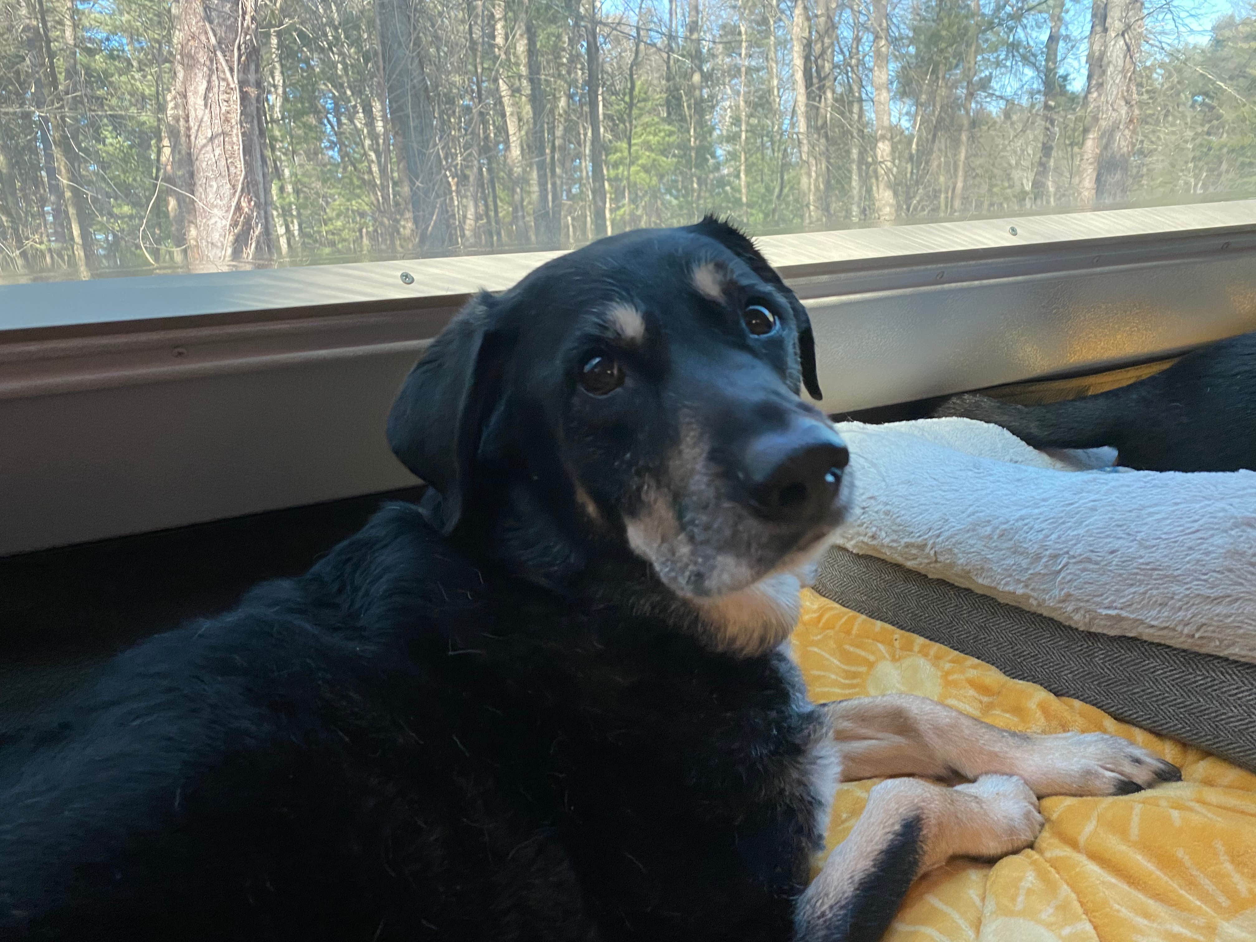 Shannon G.'s photo of camping with pets at Findley State Park Campground near Westlake, OH