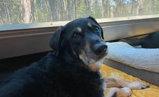 Shannon G.'s photo of camping with pets at Findley State Park Campground near New London, OH