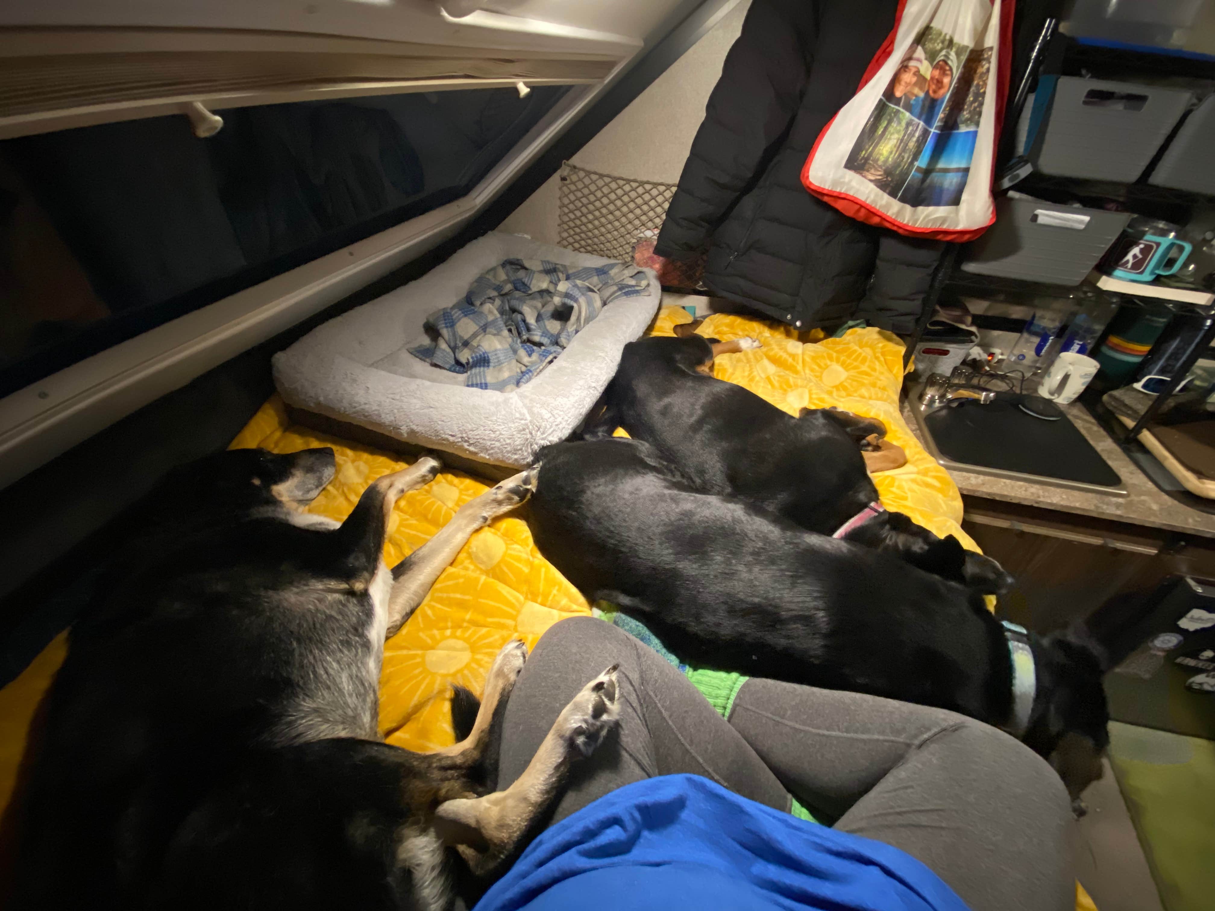 Shannon G.'s photo of camping with pets at Findley State Park Campground near Huron, OH