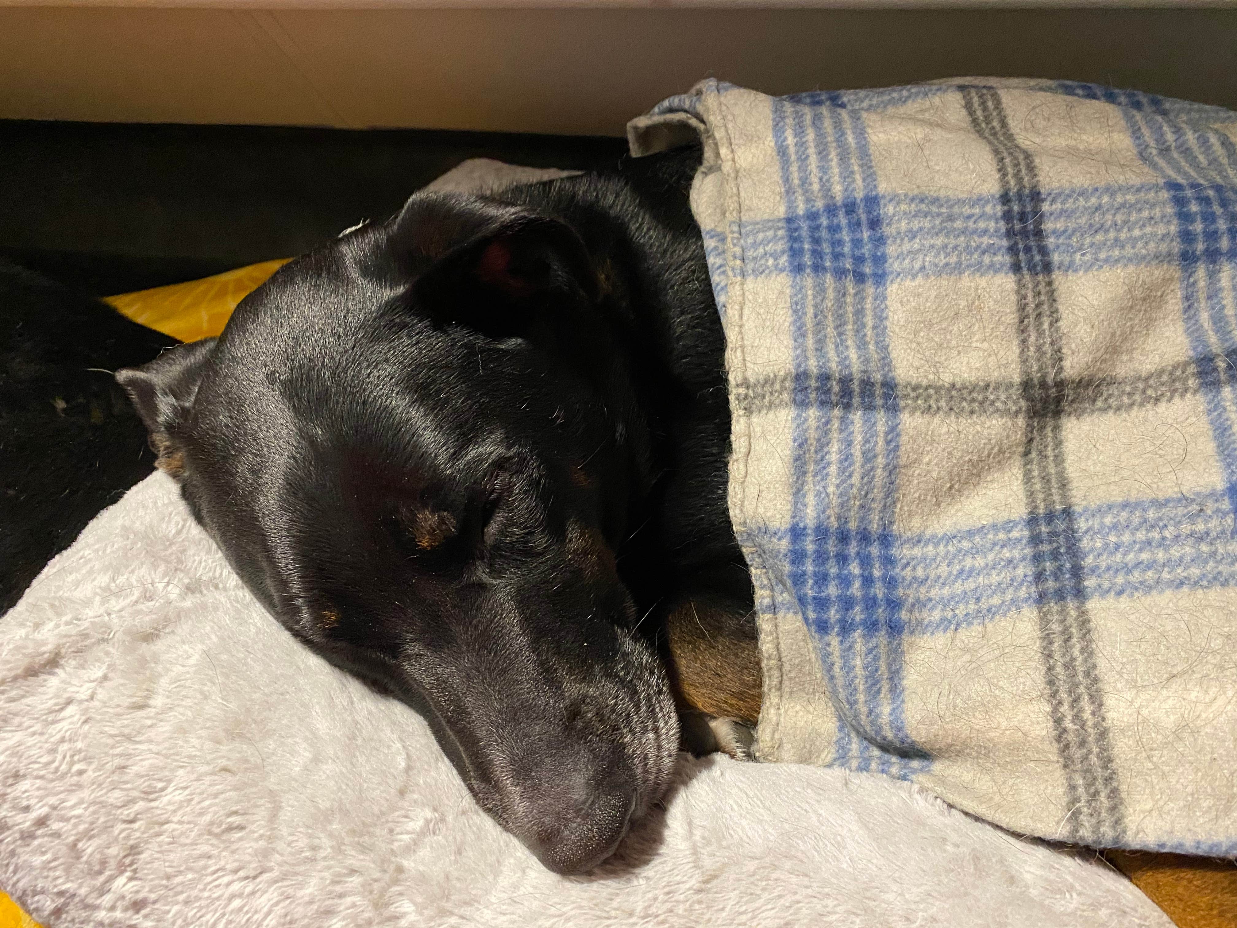 Shannon G.'s photo of camping with pets at Findley State Park Campground near Cleveland, OH