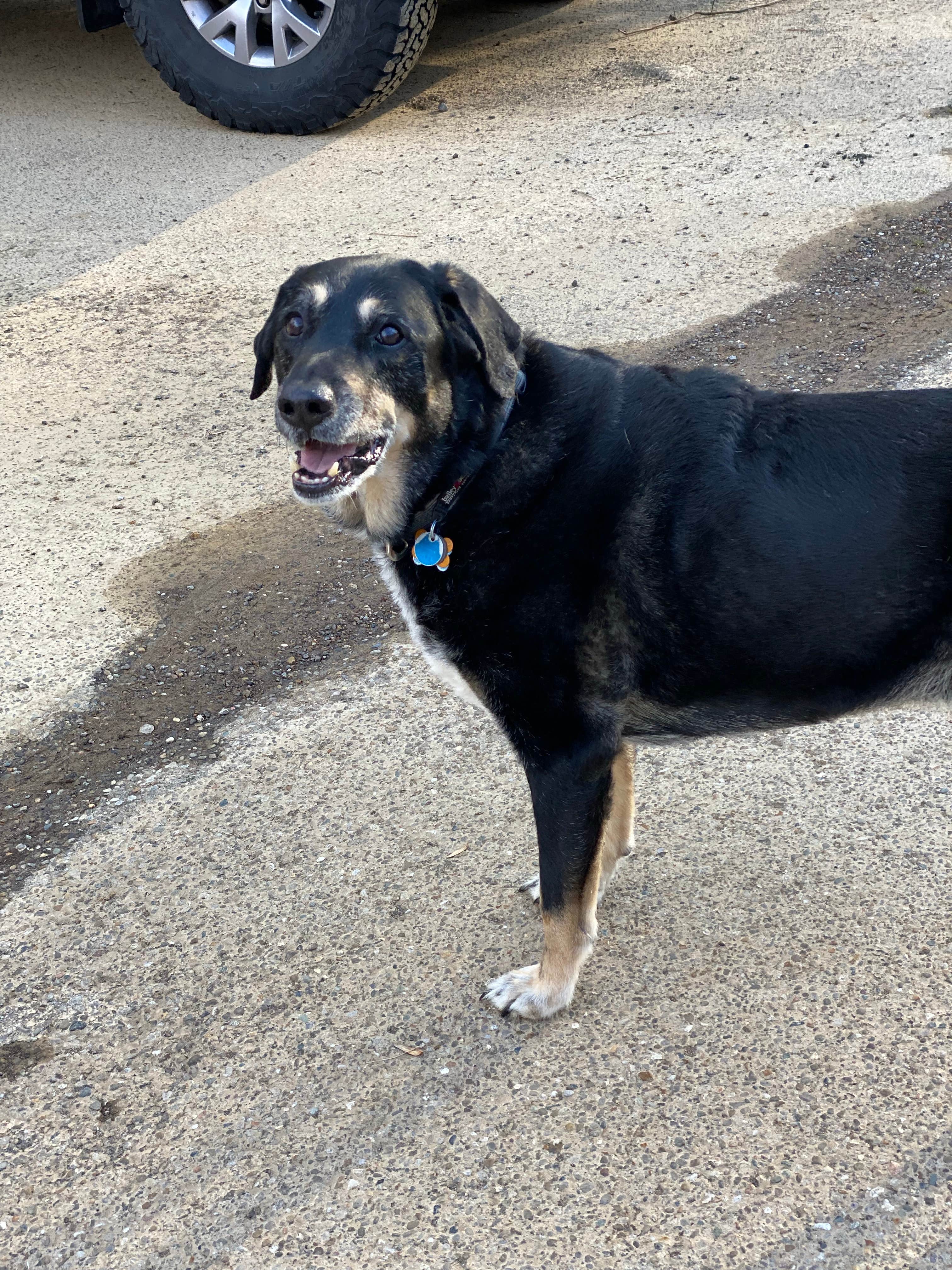 Shannon G.'s photo of camping with pets at Turkey Creek Campground — Shawnee State Park near Manchester, OH