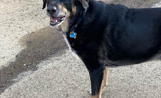 Shannon G.'s photo of camping with pets at Turkey Creek Campground — Shawnee State Park near Manchester, OH