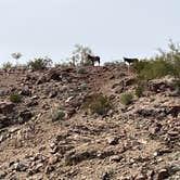 Review photo of Alamo Lake State Park Campground by Chris P., February 26, 2023