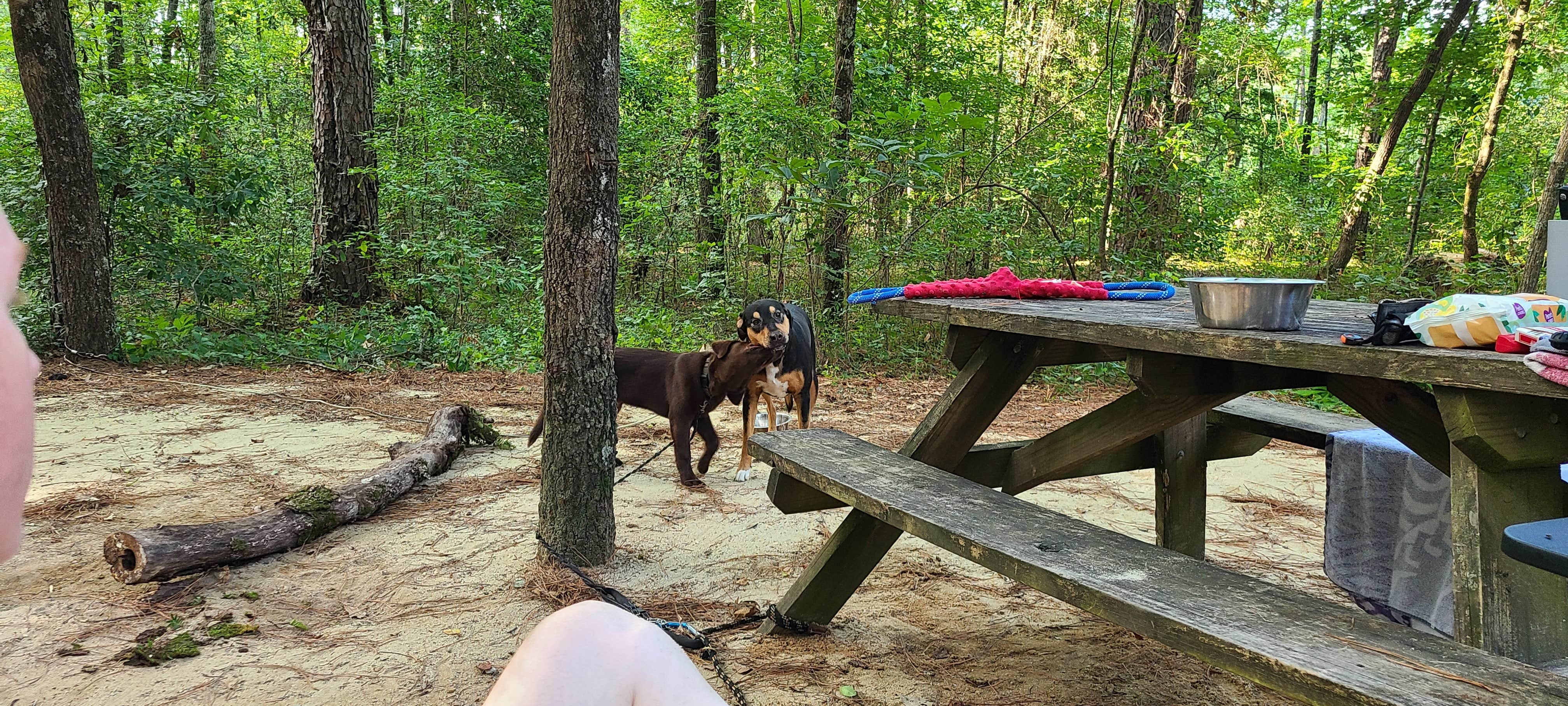 Andrew S.'s photo of camping with pets at Little Pee Dee State Park Campground near Nichols, SC