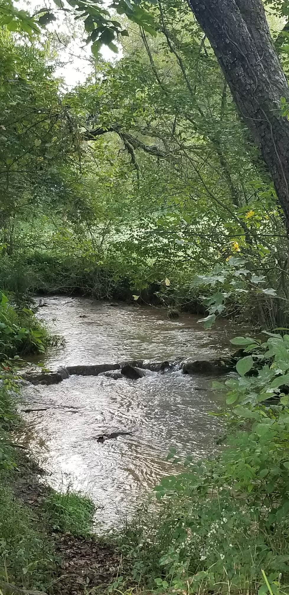 Panther Creek State Park Campground | Morristown, TN