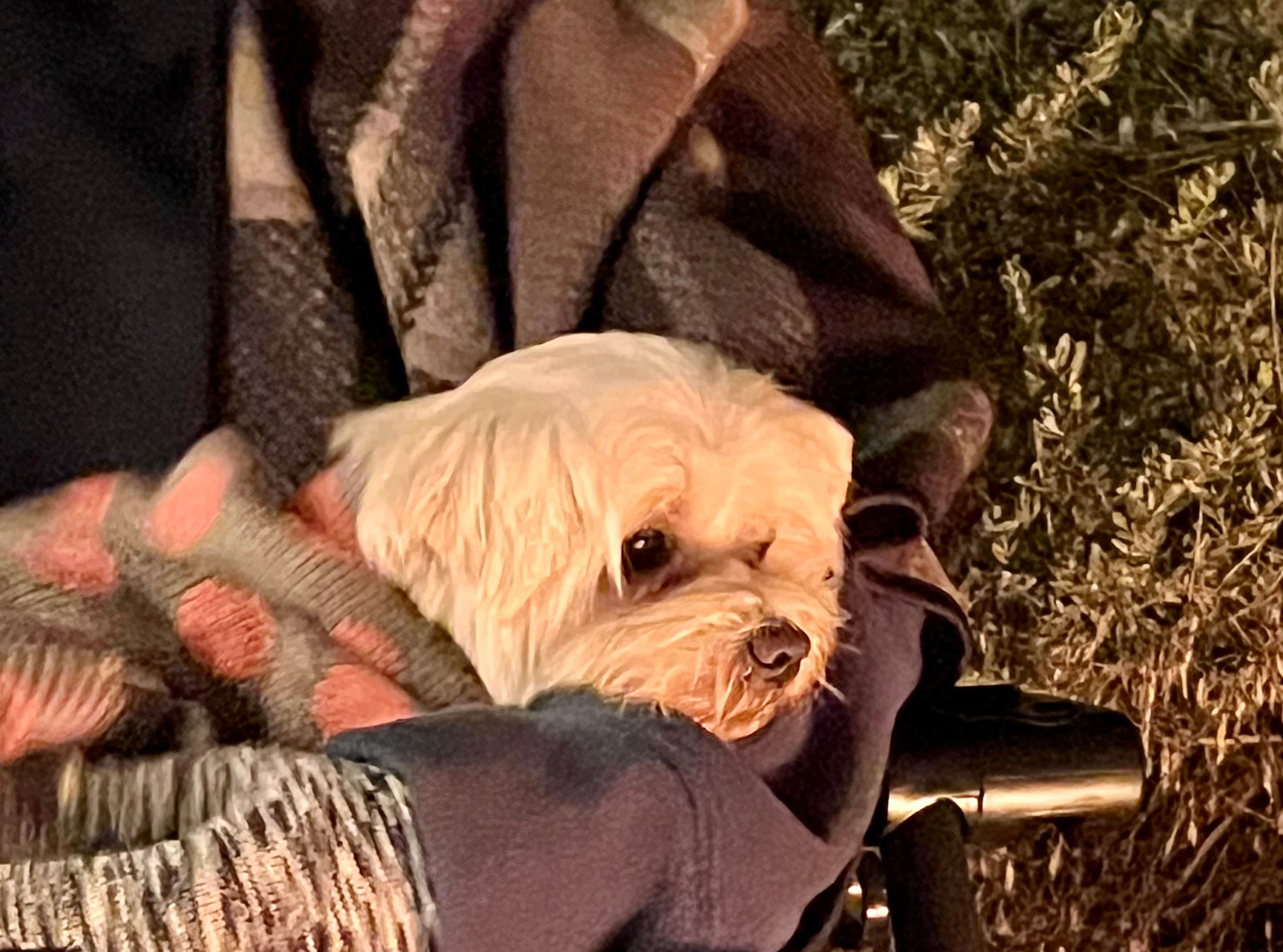 Jesus B.'s photo of camping with pets at Sweetwater Summit Regional Park near San Diego, CA
