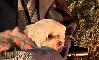 Jesus B.'s photo of camping with pets at Sweetwater Summit Regional Park near El Cajon, CA