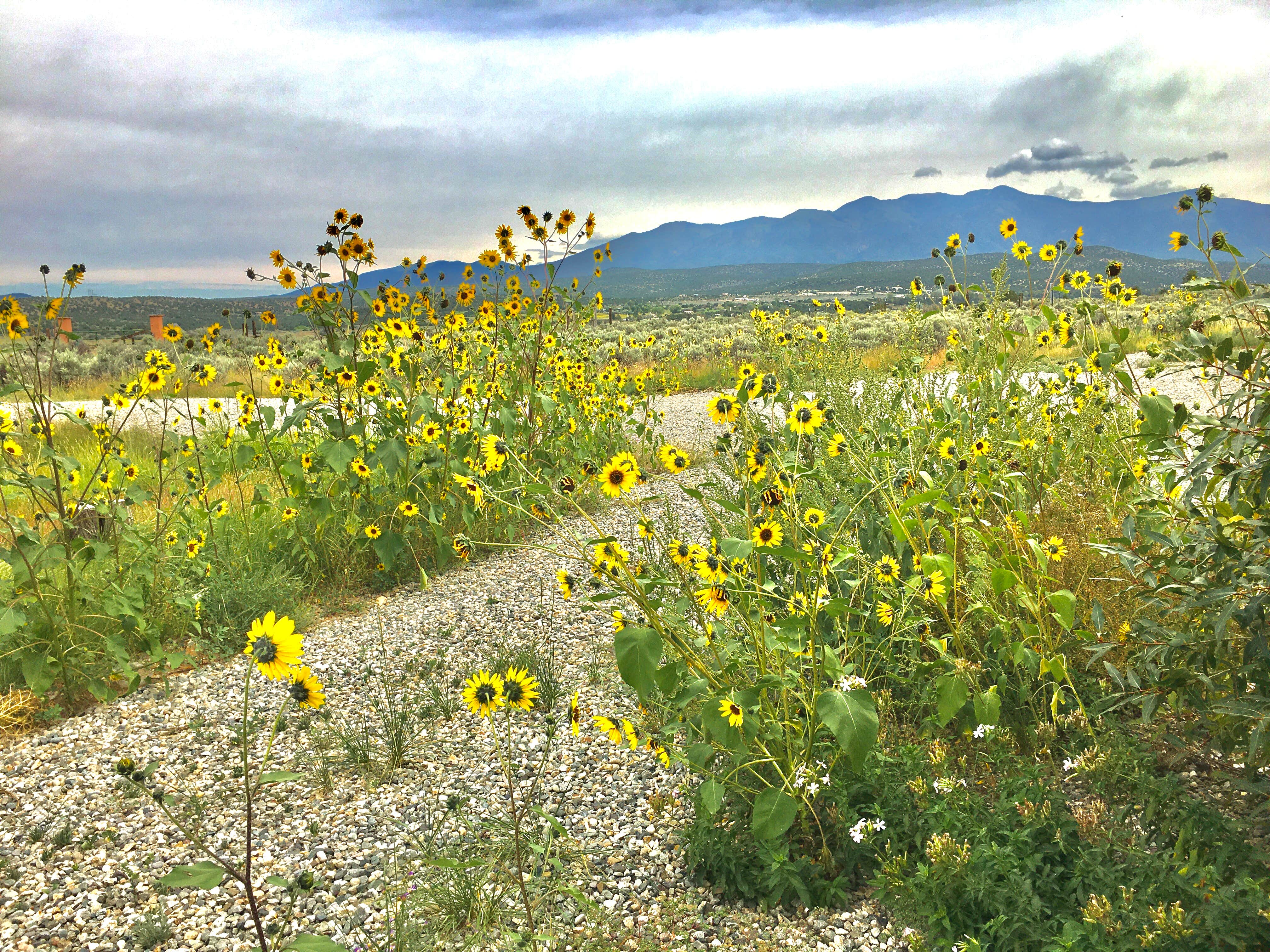 Camping near Lower Hondo Campground: Oasis on the Mesa, Arroyo Hondo, New Mexico