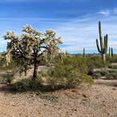 Review photo of Cactus Forest Dispersed Site by cal K., March 1, 2023