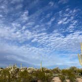 Review photo of Cactus Forest Dispersed Site by cal K., March 1, 2023