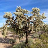 Review photo of Cactus Forest Dispersed Site by cal K., March 1, 2023