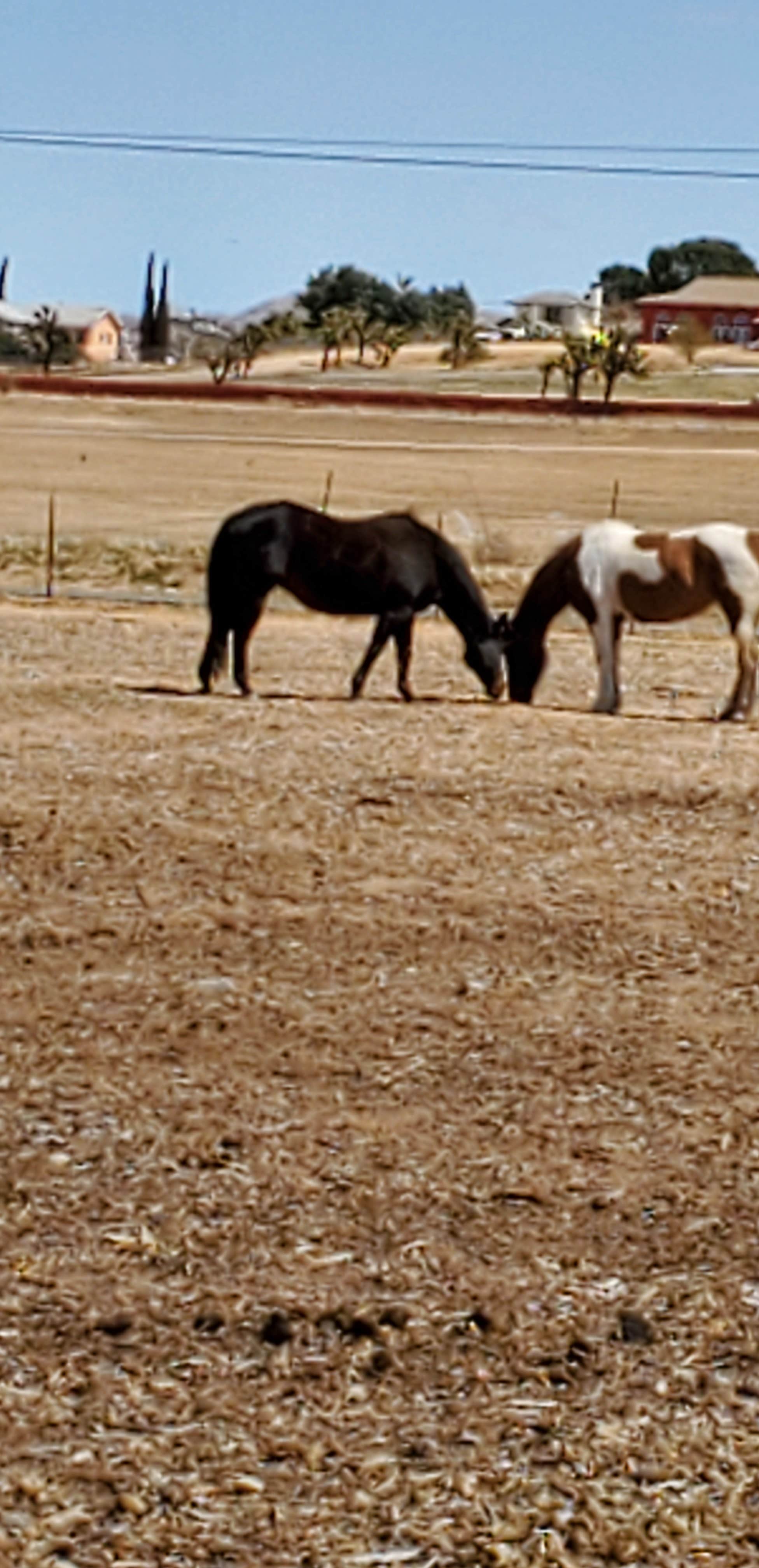 Camping near Deep Creek Hot Springs Camp Retreat: Red Hook Gate, Apple Valley, California