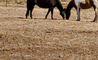 Cynthia A.'s photo of camping with a horse at Red Hook Gate near Bloomington, CA