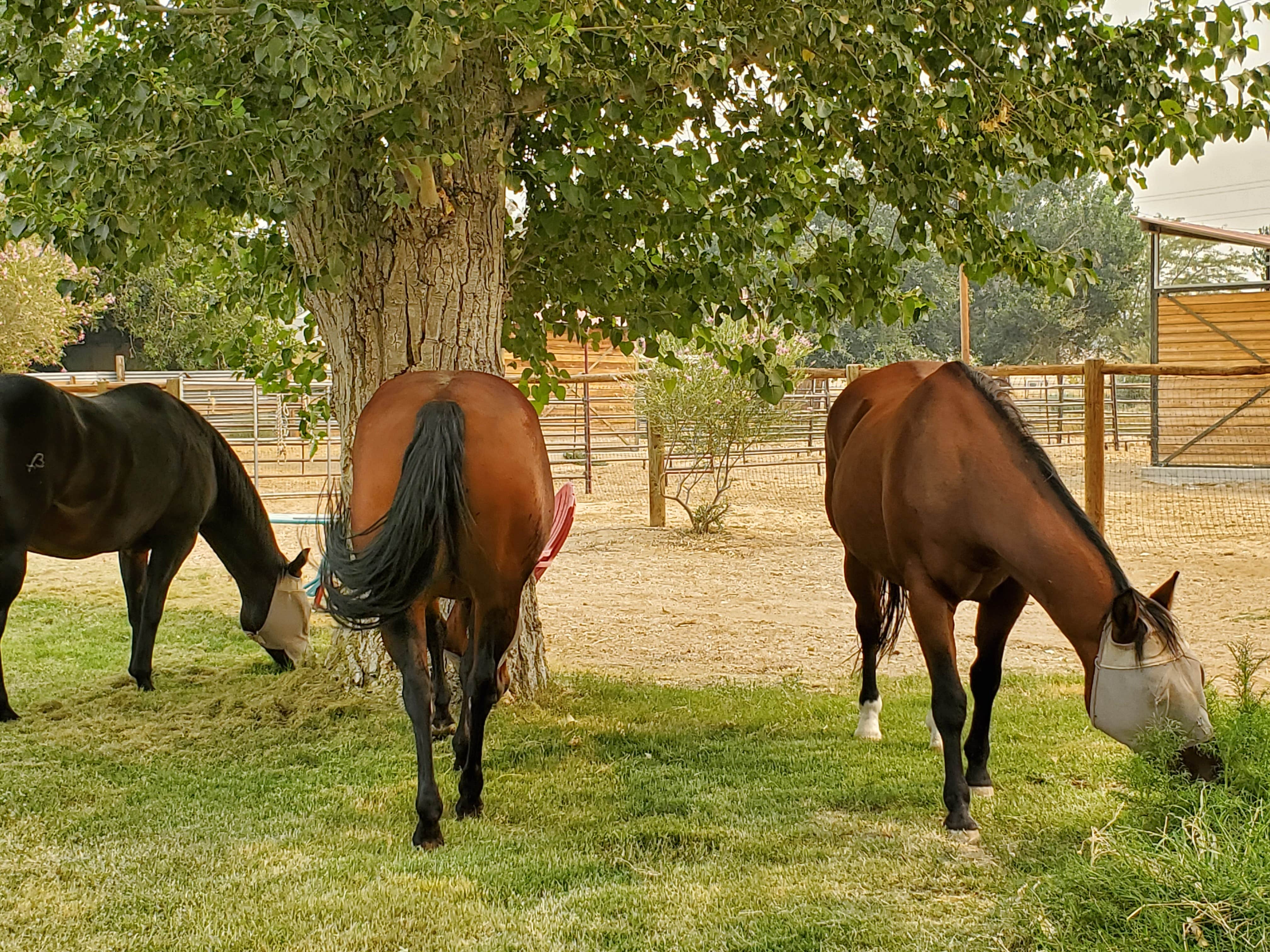 Camper-submitted photo at Red Hook Gate near Running Springs, CA