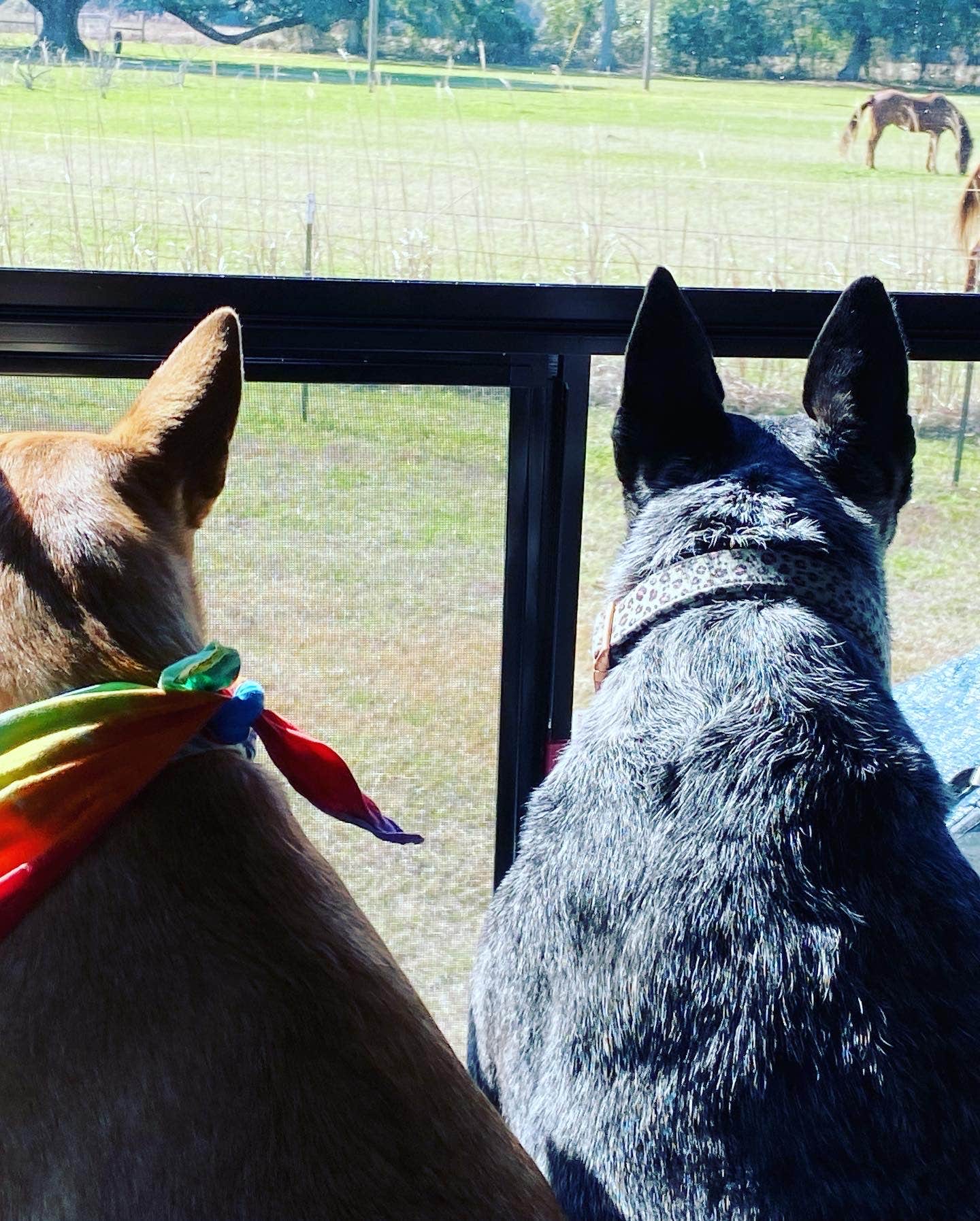 Camper-submitted photo at Homestead RV Community near Dauphin Island, AL