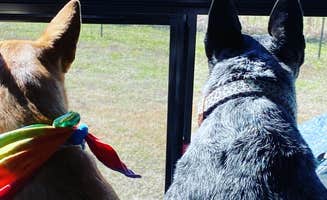 Sonya P.'s photo of camping with pets at Homestead RV Community near Magnolia Springs, AL