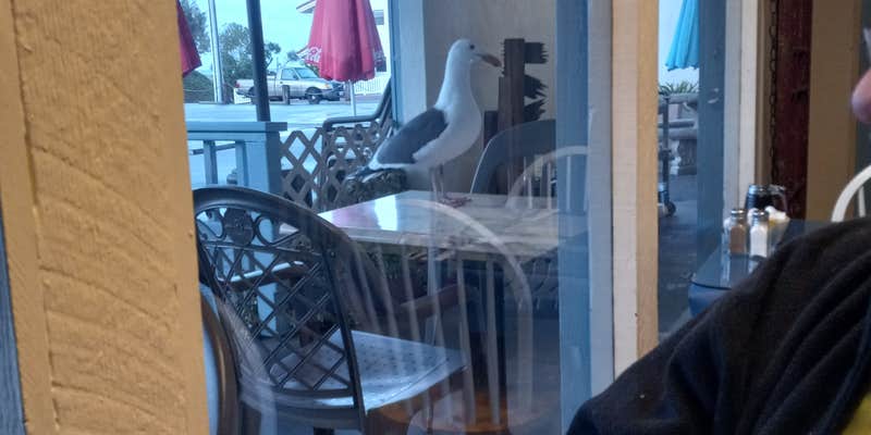 Camper submitted image from Cypress Morro Bay RV Park