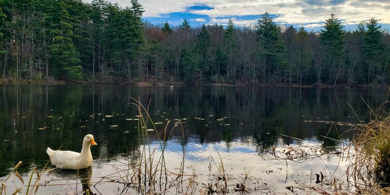 Camper submitted image from Pine Lake Rv Resort & Cottages sturbridge mass