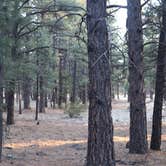 Review photo of Pinegrove Campground by Annie C., October 1, 2018