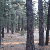 Review photo of Pinegrove Campground by Annie C., October 1, 2018
