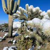 Review photo of Cactus Forest Dispersed Site by Austin , March 2, 2023