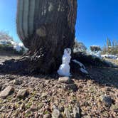 Review photo of Cactus Forest Dispersed Site by Austin , March 2, 2023