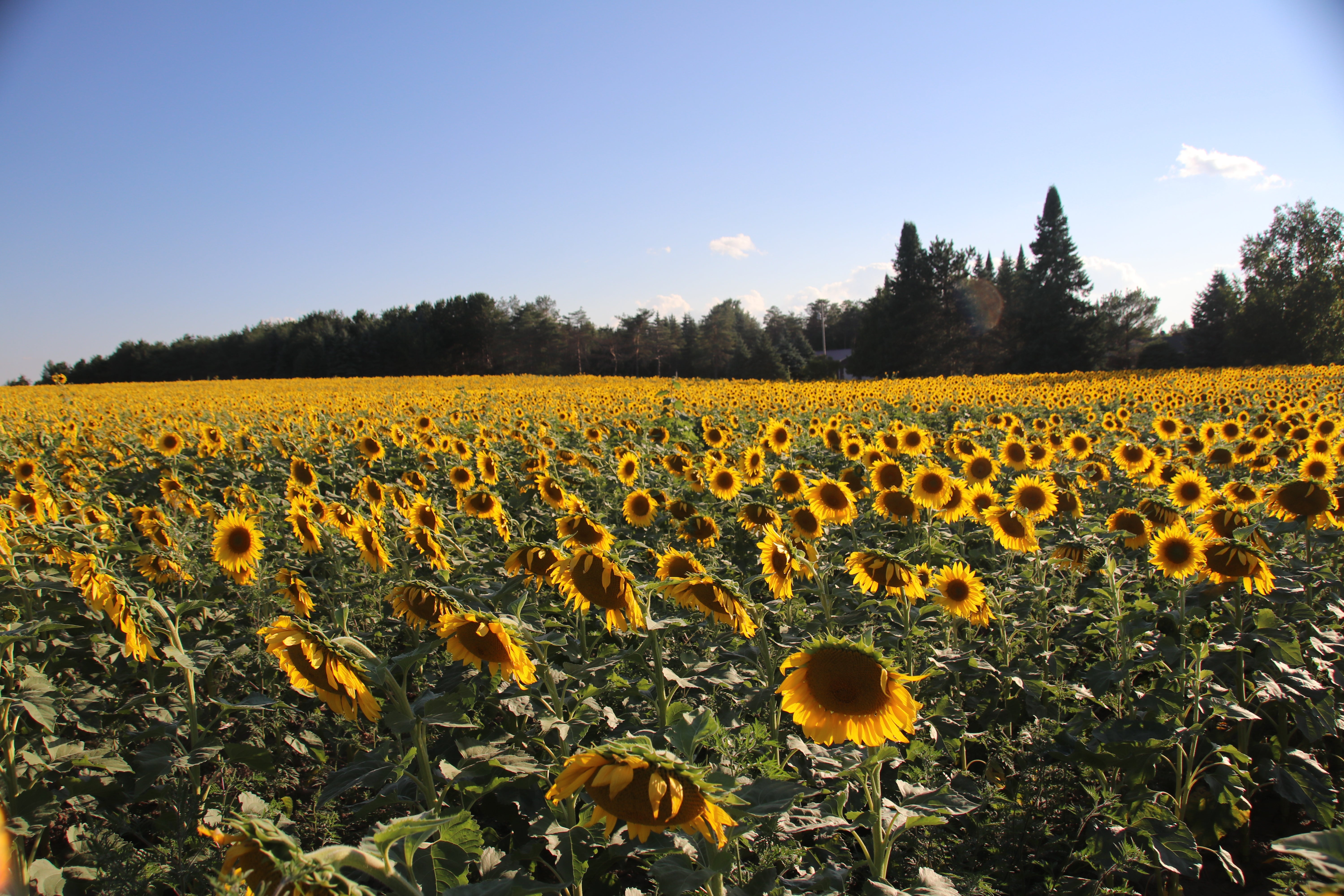 The sunflower farm we ran across while out driving. Wish I could remember exactly where it was.