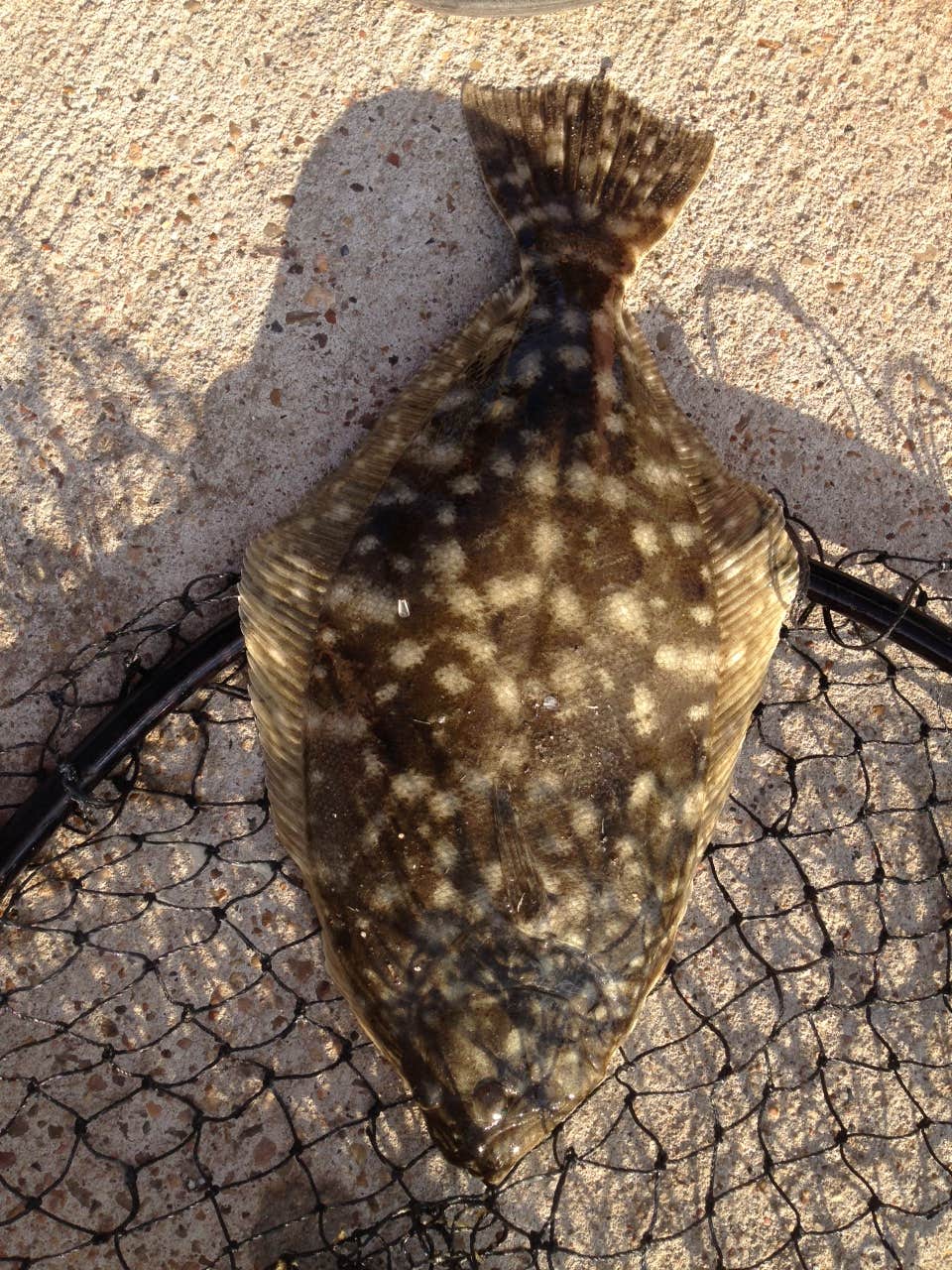 Camper submitted image from San Luis Pass County Park - 4