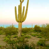 Review photo of Cactus Forest Dispersed by Carolyn S., March 3, 2023