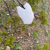 Review photo of Cactus Forest Dispersed by Carolyn S., March 3, 2023